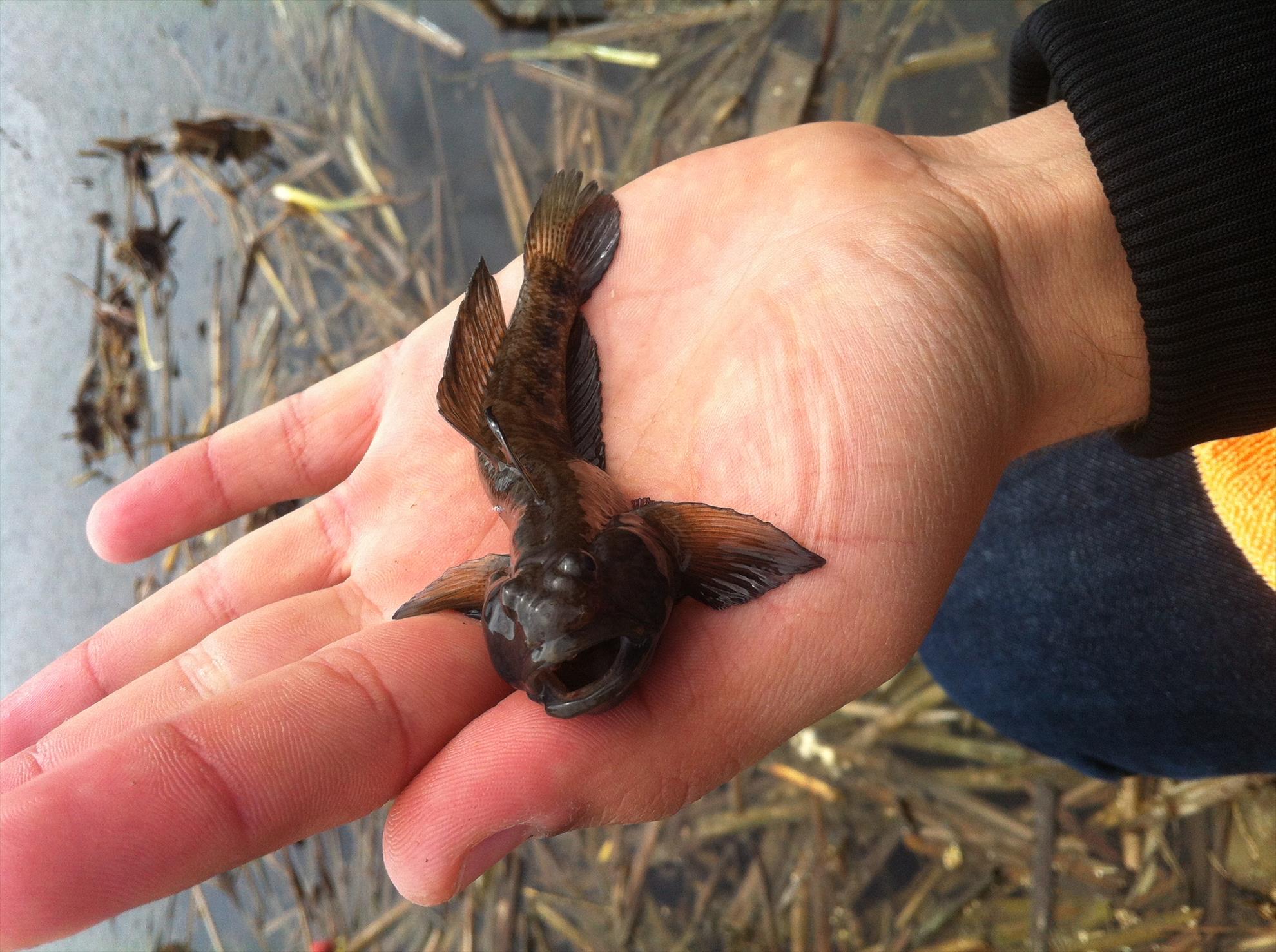 Pescuit :) - Balaur :))